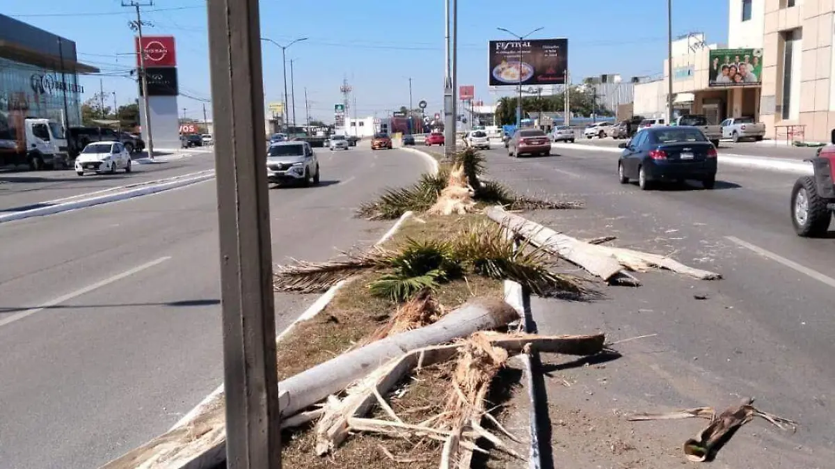 Las palmeras destrozadas estaban ubicadas sobre el camellón de la Avenida Miguel Hidalgo Tránsito de Tampico (1)